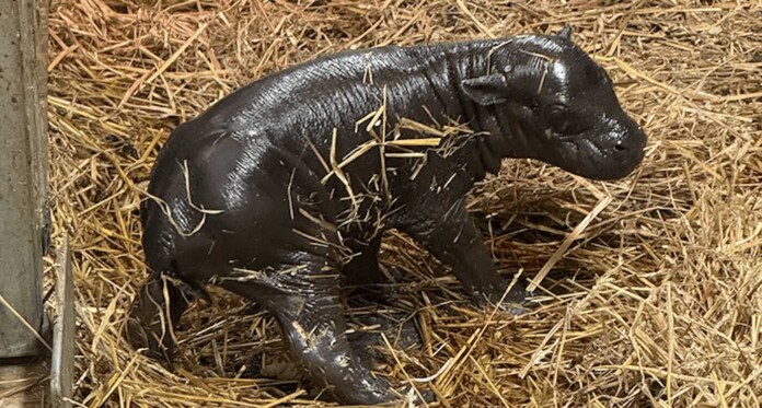 Endangered pygmy hippopotamus calf born at Toronto Zoo