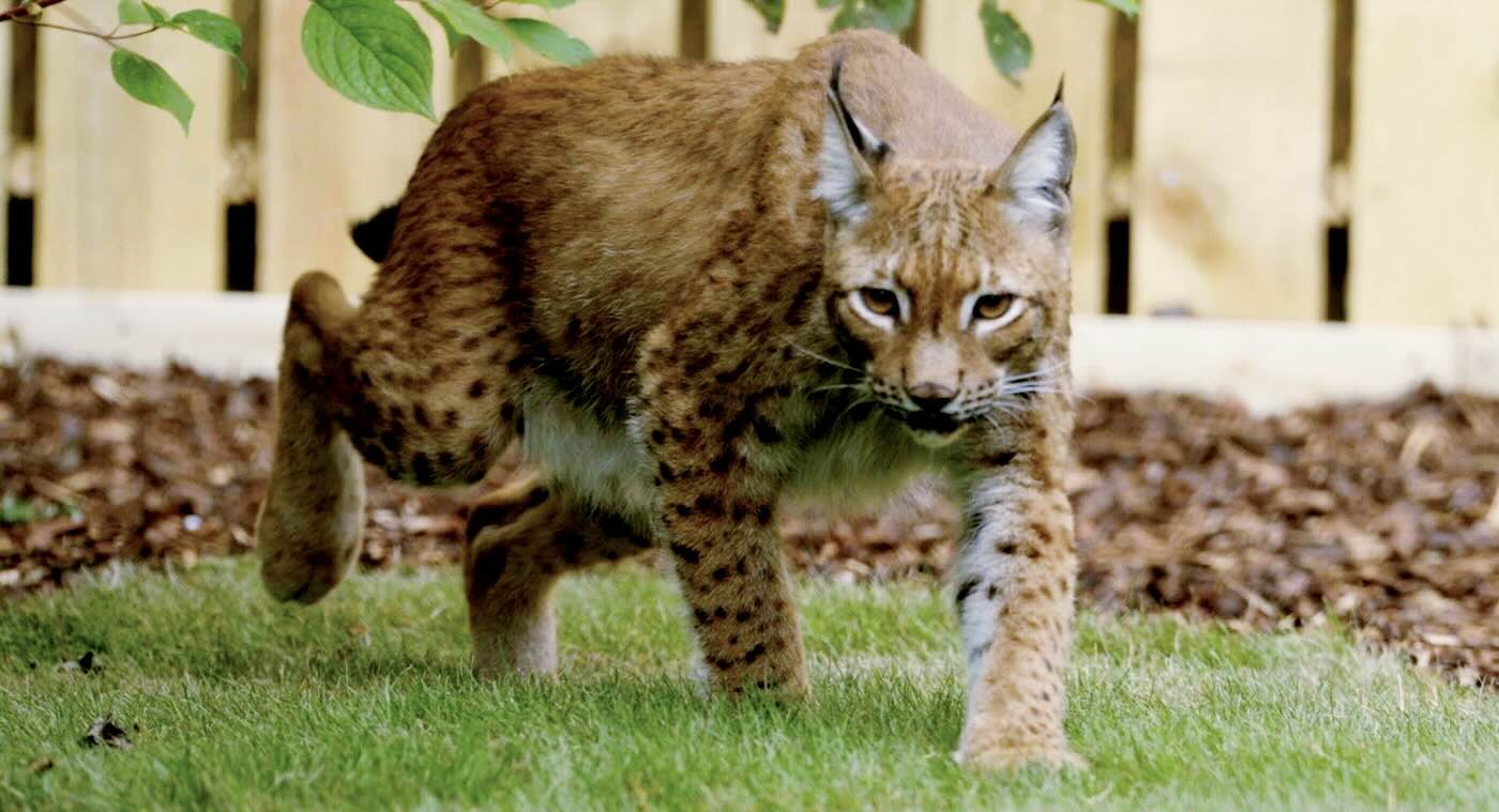 Lynx Rescued in War-torn Ukraine Walks on Grass for the First Time (WATCH)