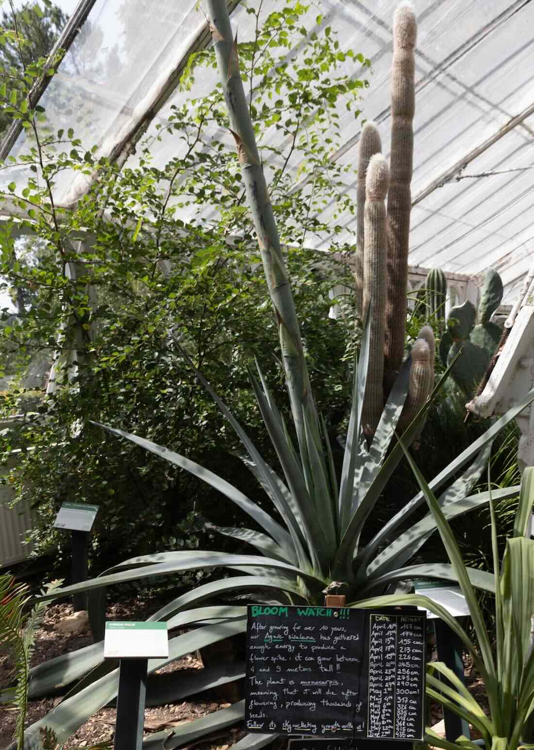 Greenhouse with Agave sisalana at Birmingham Botanical Gardens by Anita Maric via SWNS vertical