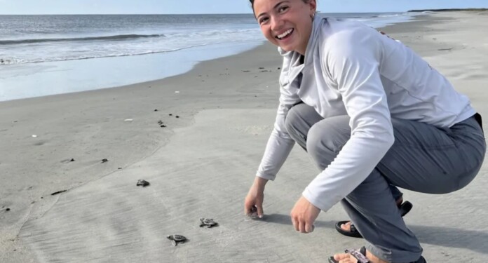 Jennie Hudson checking on loggerhead turtle hatchlings on beach Released by Mark Dodd at Georgia DNR