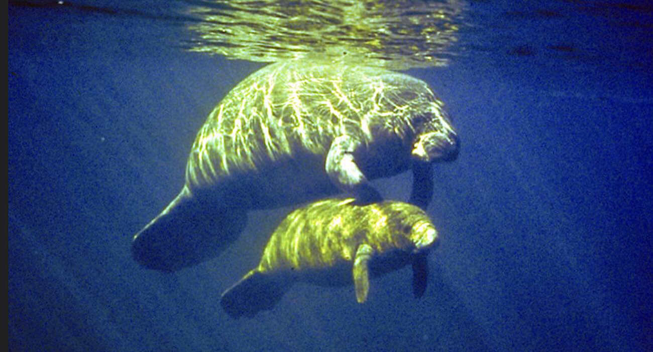 Fishing Guide Dials 911 for Entangled Manatee, Leading to Rescue While Calf Watches