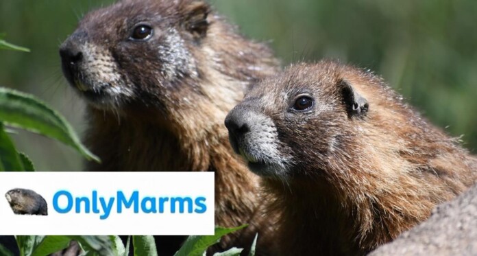 Marmots OnlyMarms logo Daniel Blumstein via UCLA