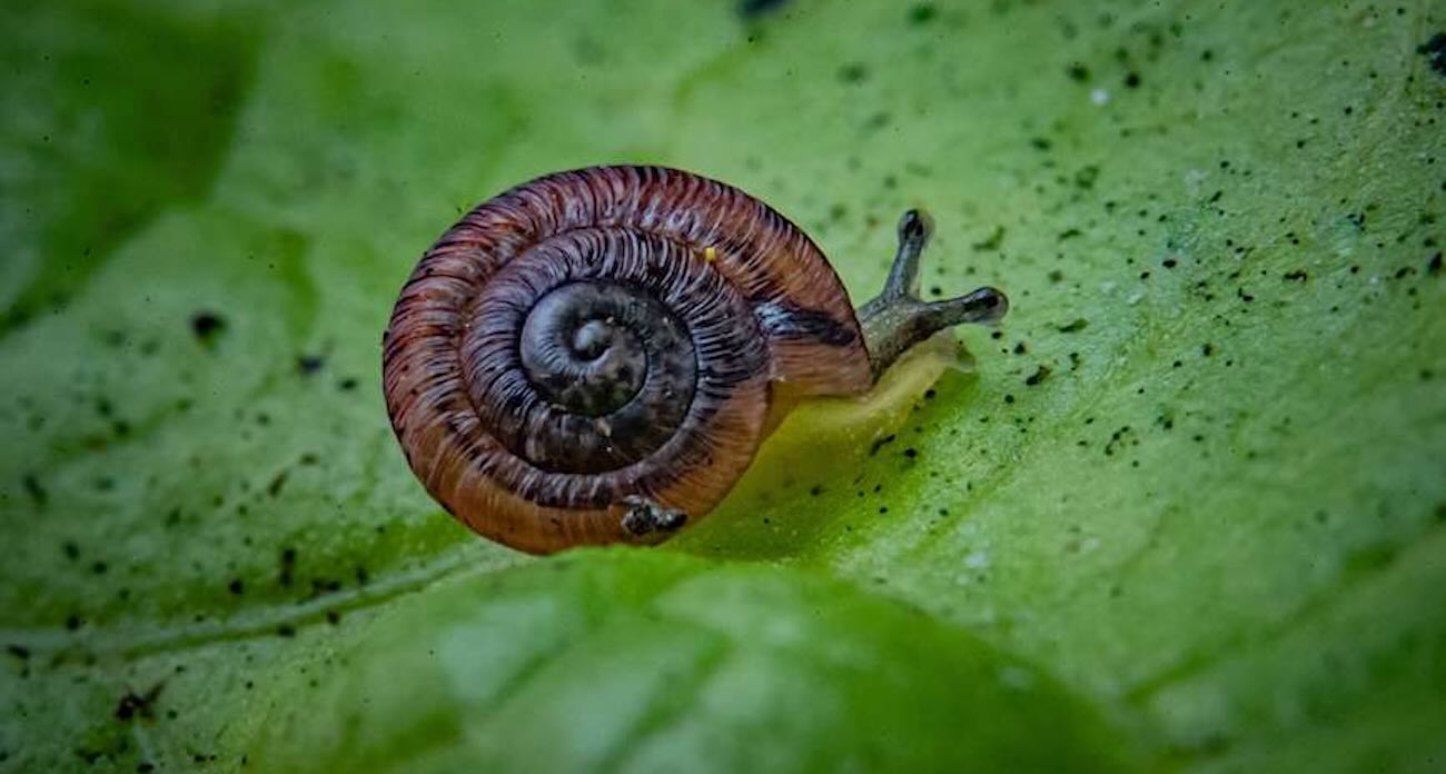 Zoo Plucks 21 Snails From Extinction and Returns Hundreds to Pristine Atlantic Island (WATCH)