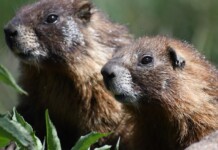 Good-Humored Scientists Create ‘OnlyMarms’ Page to Boost Marmot Conservation and Donations