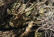 Resurrecting Plant Inspires ‘Fridge Free’ Vaccines That Could Save the Millions of Doses Wasted Annually