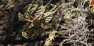 Resurrecting Plant Inspires ‘Fridge Free’ Vaccines That Could Save the Millions of Doses Wasted Annually