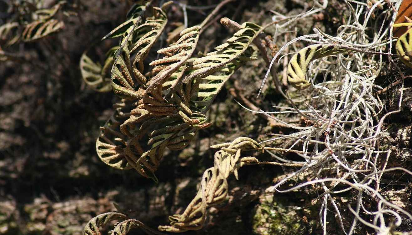 Resurrecting Plant Inspires ‘Fridge Free’ Vaccines That Could Save the Millions of Doses Wasted Annually