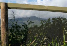 Longest Predator Exclusion Fence in the Pacific Protects Thousands of Ground-Nesting Seabirds