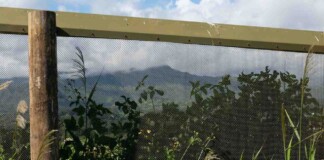 Longest Predator Exclusion Fence in the Pacific Protects Thousands of Ground-Nesting Seabirds