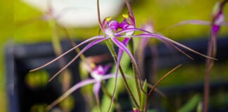 Scientists and Volunteers Take Big Step Towards Saving Rare ‘Cryptic’ Australian Orchid