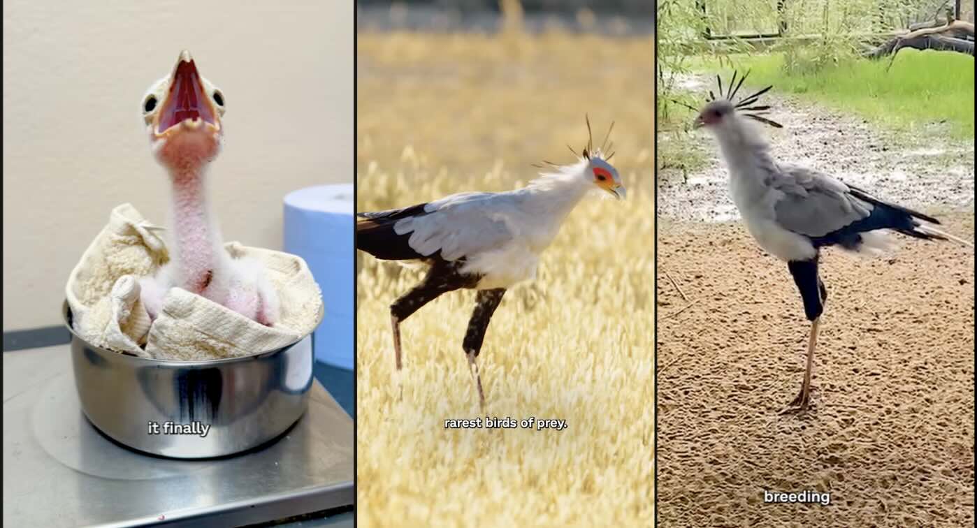 Secretarybird adult with newly hatched chicks in a zoo enclosure