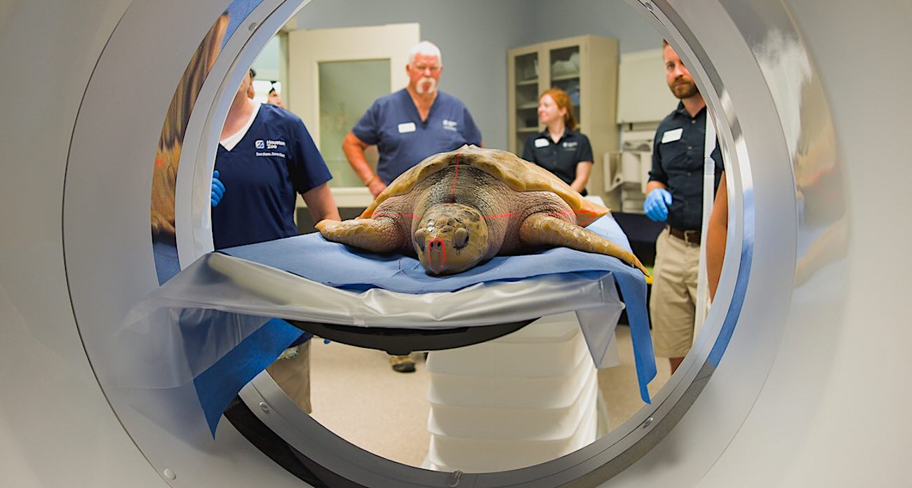 Rare Sea Turtle Near Death on UK Beach Gets 5,000-mile Lift to Texas Rehab Before Returning to Gulf Home