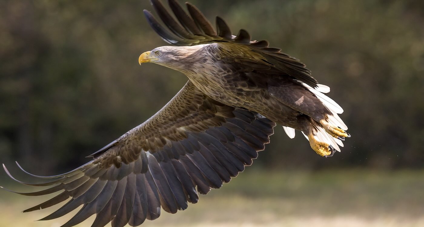 Once Gone From Ireland, Majestic Sea Eagles Continue Their Comeback with Rare New Chick