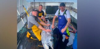 First Bluefin Tuna Caught in North Sea in 60 Years Is Sign of Healthy Ecosystem