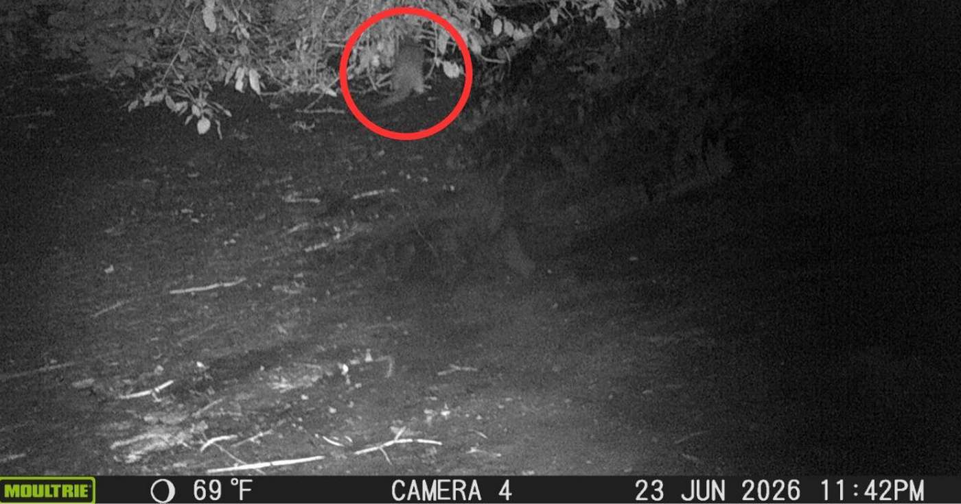 First River Otter Spotted in the Bronx in 100 Years Along the Bronx River