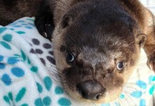 Man Saves Baby Otter with CPR: ‘A life’s a life, no matter what it is’