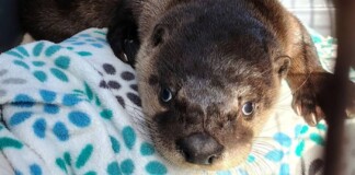 Man Saves Baby Otter with CPR: ‘A life’s a life, no matter what it is’