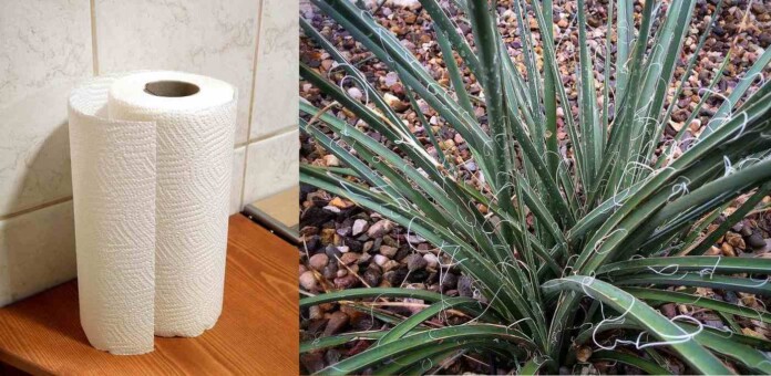 (left) toilet paper, Santeri Viinamäki CC 4.0. BY-SA (right) a member of the Hesperaloe genus CC 4.0. BY-SA Skarz