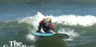 Surf’s Up for Pups at World Dog Surfing Championship Where Rosie Leads the Pack (Video)