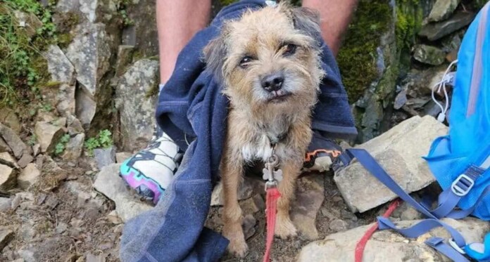 tiny dog Teddy rescued Keswick Mountain Rescue Team
