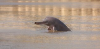 Pakistan Combines River Dolphin Sanctuaries Along the Indus River, Protecting 250 Miles of Habitat