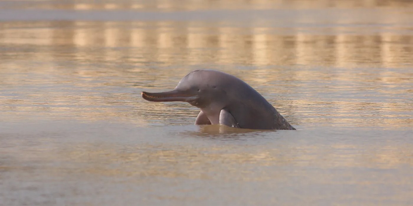 Pakistan Combines River Dolphin Sanctuaries Along the Indus River, Protecting 250 Miles of Habitat