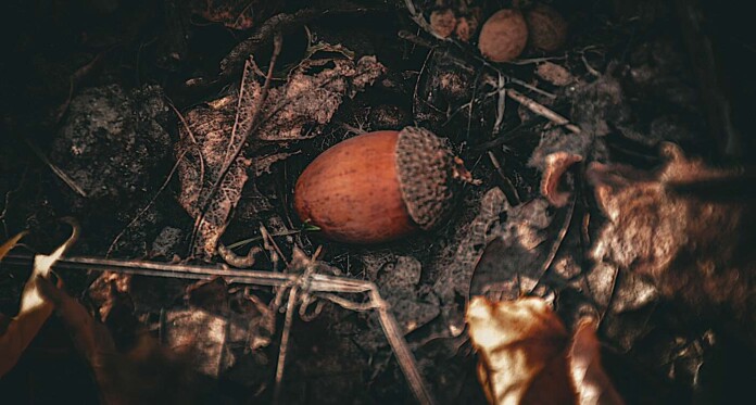 Acorn seed oak forest dirt Doriana Popa PRvv_GK1Y3I-unsplash
