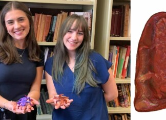 Newly Identified Frog-like Creature Named by Student Scientists After Their Moms