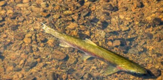 Endangered Salmon Return to California Rivers in Incredible Numbers: ‘Everybody’s just ecstatic’
