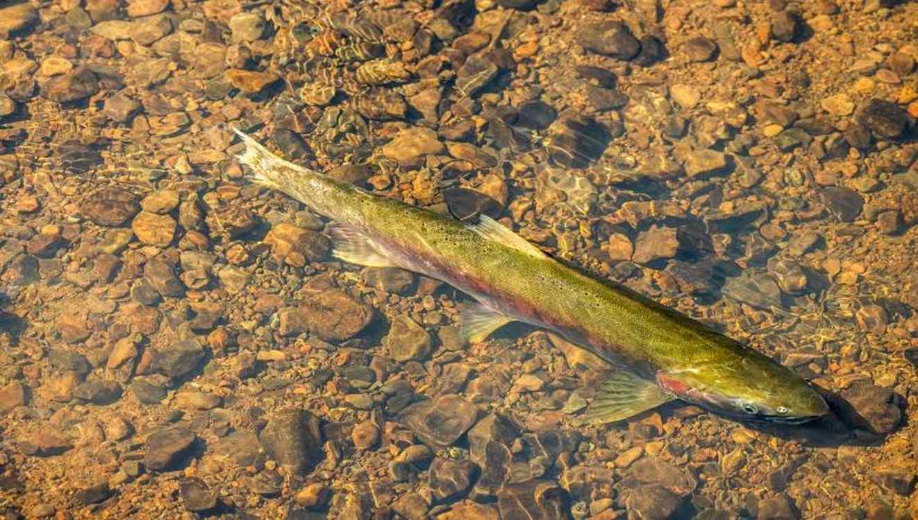 Endangered salmon return to California rivers in record numbers