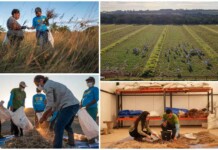Flagship Restoration Project in Brazil’s Cerrado Savannah Working to Restore 4.4 Million Acres