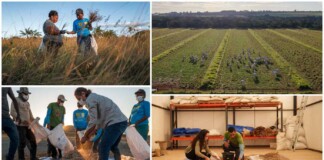 Flagship Restoration Project in Brazil’s Cerrado Savannah Working to Restore 4.4 Million Acres
