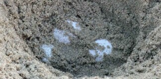 First Ever Recorded Sea Turtle Nests on America’s West Coast
