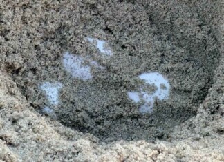 First Ever Recorded Sea Turtle Nests on America’s West Coast