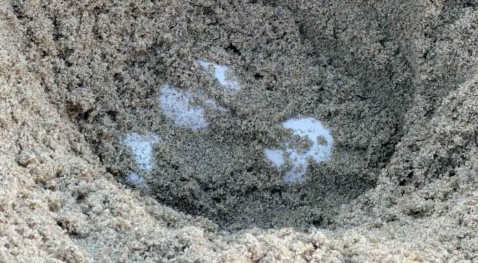 Eggs from an olive ridley sea turtle were laid near Seal Beach-Credit City of Huntington Beach