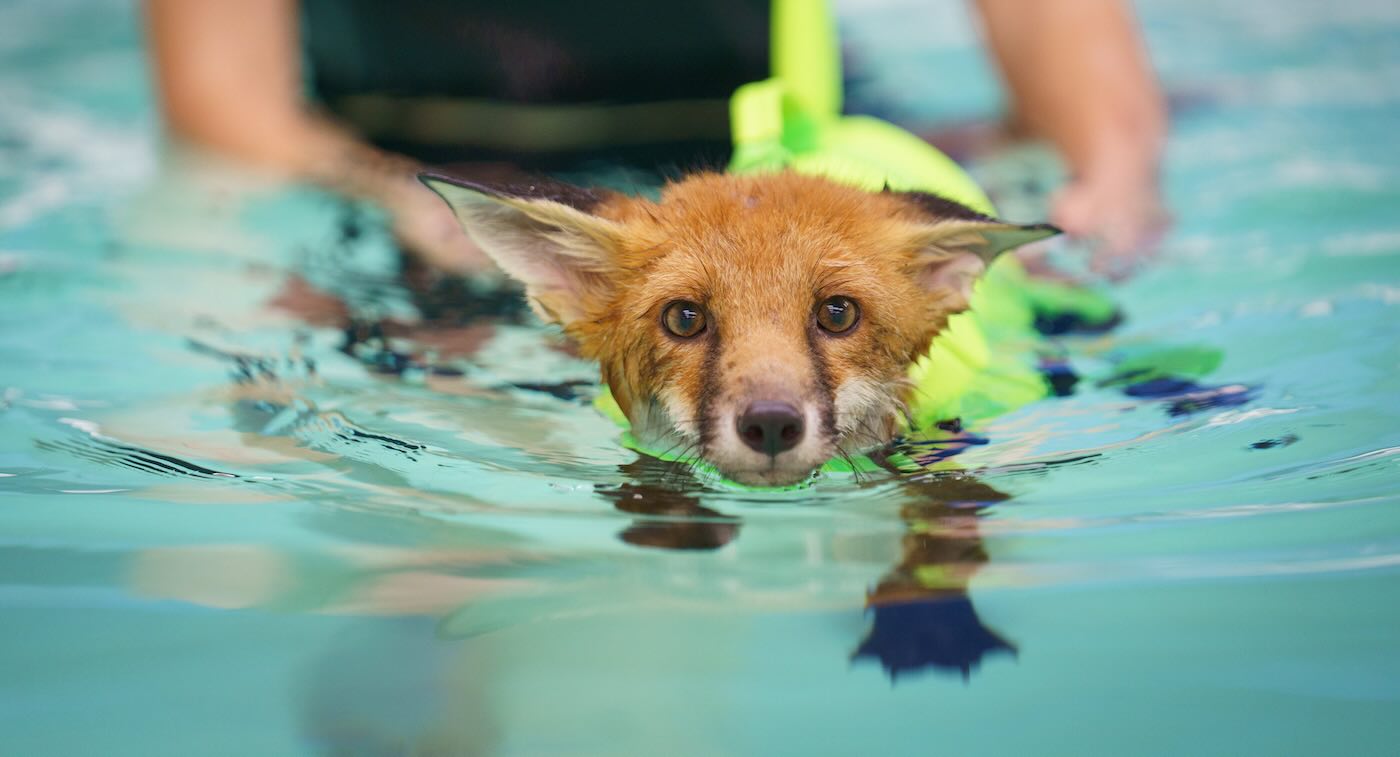 Fox Left For Dead After Being Run Over is Now Recovering Thanks to Swimming Lessons