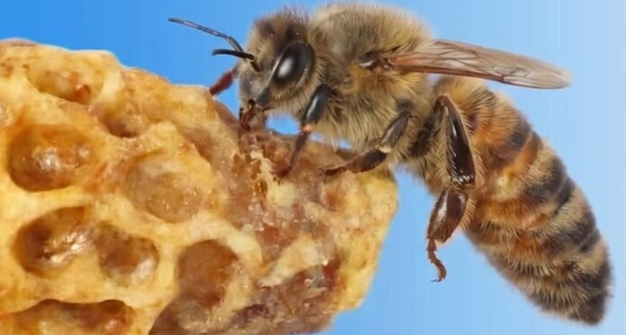 Honeybee by Yu Fang University of California-Riverside released