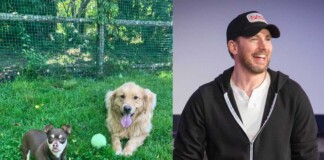 Chris Evans Puts His Limelight on a Bonded Dog Pair with Cute Video, Immediately Sees Them Adopted