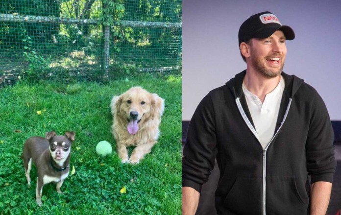 (Left) Greg and Carley, a pair-bonded dog couple (right) Chris Evans in 2023 - credits, Animal Rescue League of Boston via Facebook