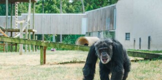 Cataract Surgery Restores Sight for 54-Year-Old Chimpanzee–the First Such Procedure at Chimp Haven