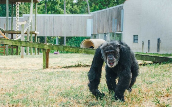 Pierre the Chimp recovering from cataract surgery - credit, Chimp Haven, supplied