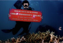 Red Sea Coral Dying From Heat Stress is Being Revived With Probiotics