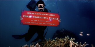 Red Sea Coral Dying From Heat Stress is Being Revived With Probiotics