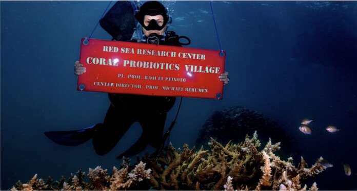 Red Sea coral get probiotic treatment- Marine Microbiomes Lab by Morgan Bennett-Smith via SWNS