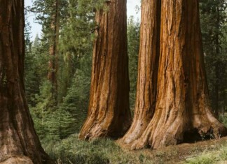 “The groves of redwood were God’s first temples.” – William Cullen Bryant