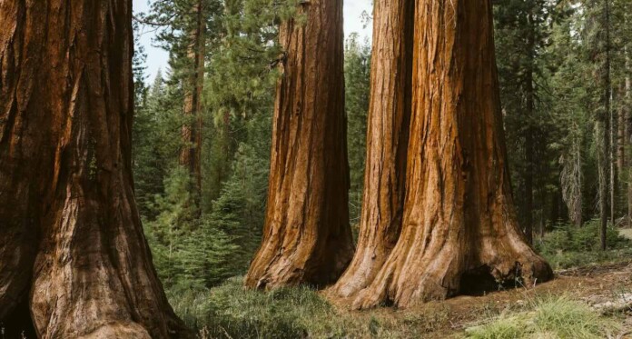 Redwood grove sequoia trees forest by Jason Hawke For Unsplash+ I5-oefPw4eA-unsplash