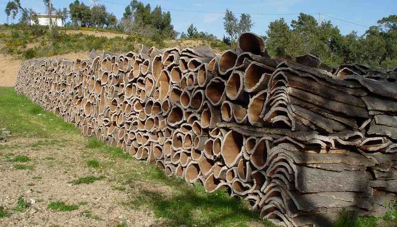 Portuguese Company Turns Cork Wood into Limitless Material, Even to Insulate Spacecraft