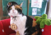 Stray Cat Nursed Back to Health by Train Staff, Climbs the Ranks to Become Stationmaster