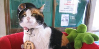 Stray Cat Nursed Back to Health by Train Staff, Climbs the Ranks to Become Stationmaster