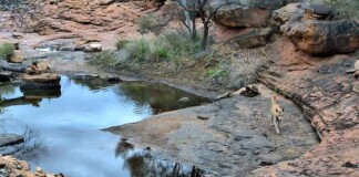 Australian Biologists Livestream A Remote Desert Waterhole and All its Wild Visitors